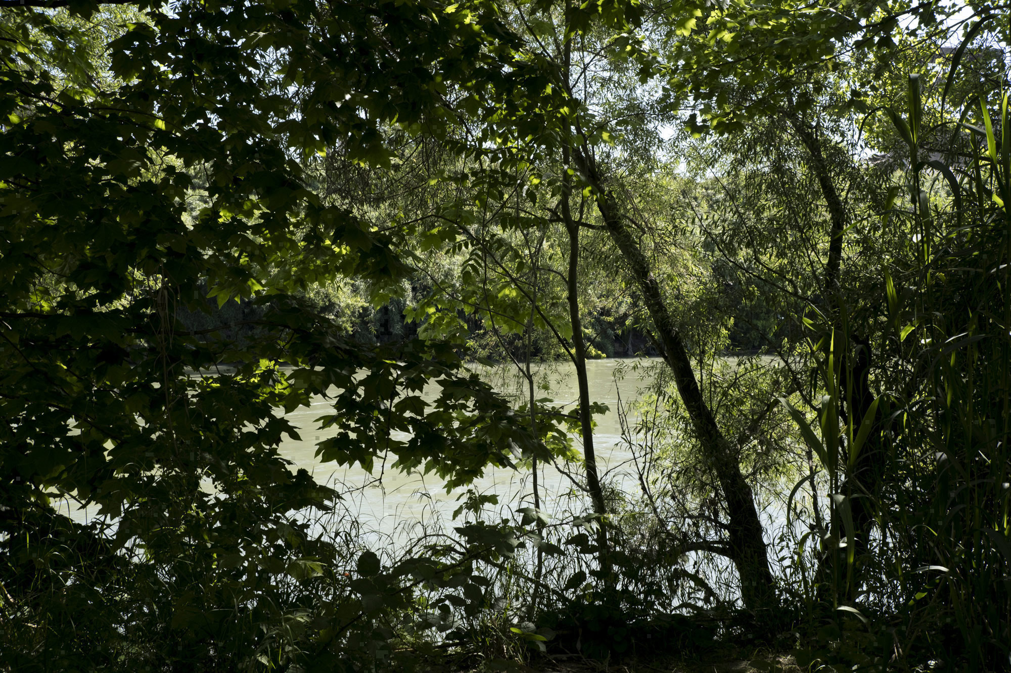 Al di là del fiume e sotto gli alberi #1