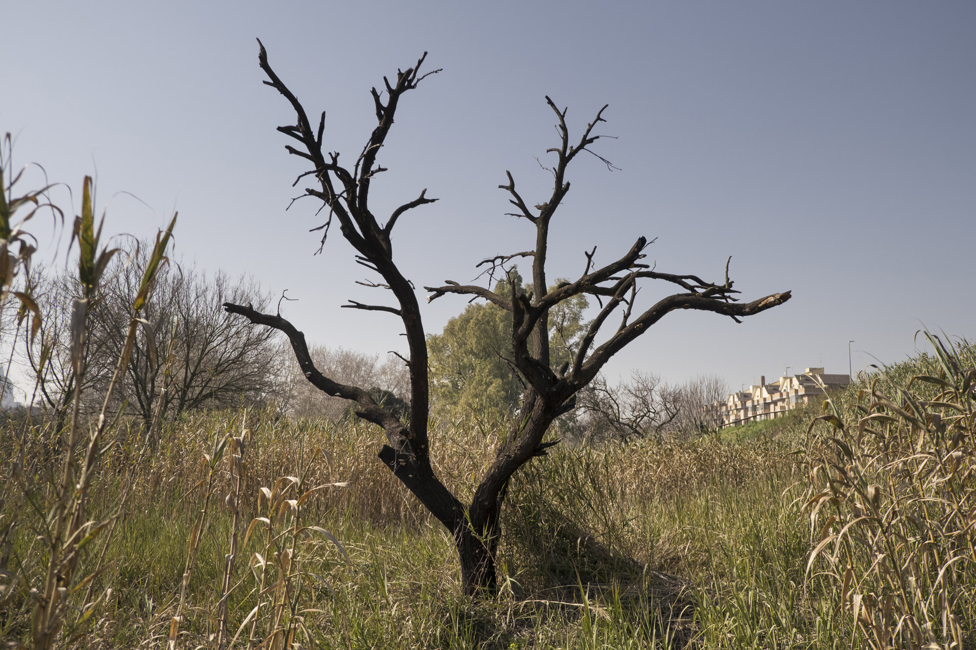 Al di là del fiume e sotto gli alberi #9