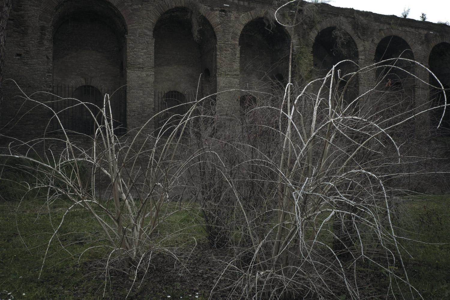 Le Mura Aureliane #16