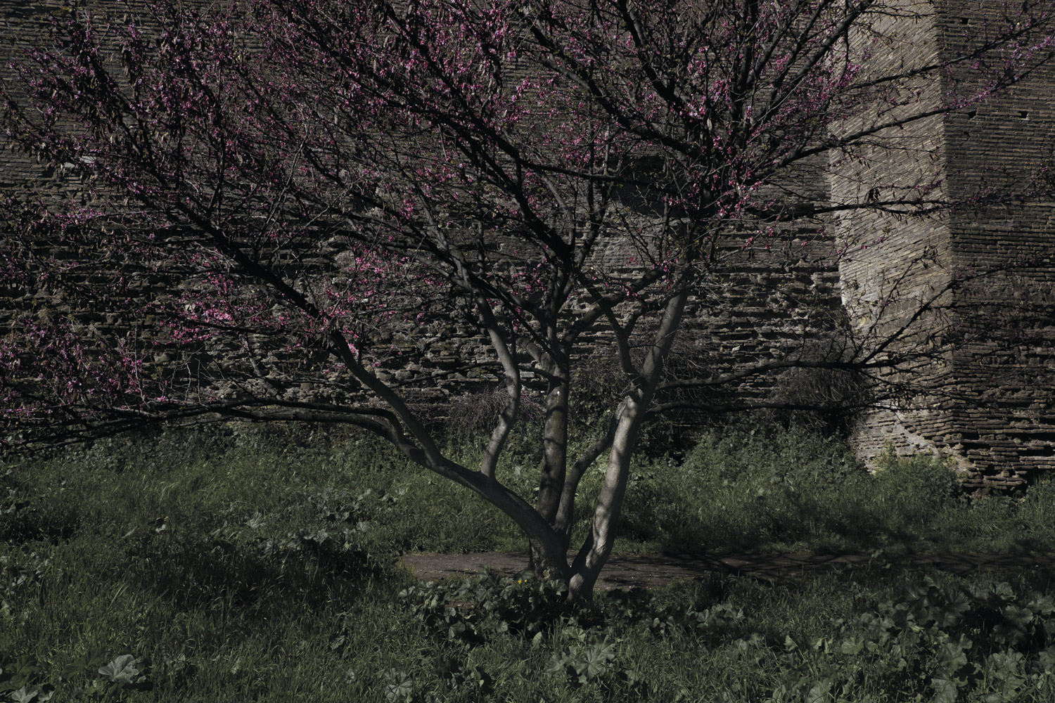 Le Mura Aureliane #22